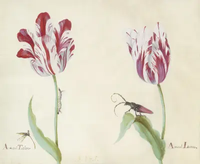 Twee tulpen met waterjuffer, rups en kever Amaral Tarlon Amaral Latun von Jacob Marrel