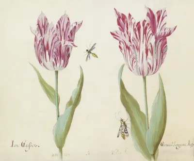 Twee tulpen met wesp en nachtvlinder Jan Gerssen General Jangersse Arsse von Jacob Marrel