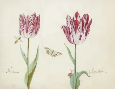 Twee tulpen met wesp, vlinder en slak Houdenaer Agatta Robina av Jacob Marrel