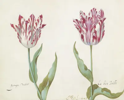Twee tulpen von Jacob Marrel