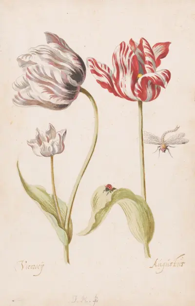 Two Tulips with Insects von Jacob Marrel