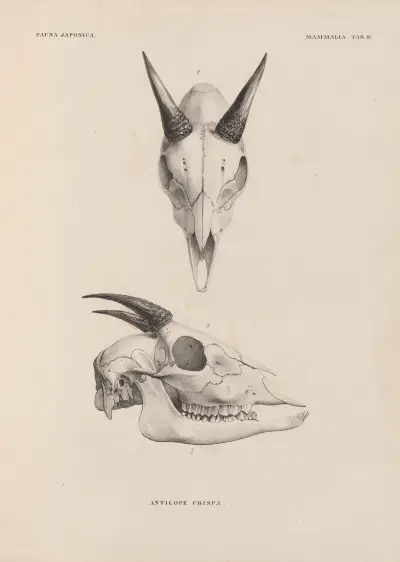 Antilope Crispa av Coenraad Jacob Temminck
