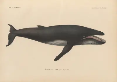 Balaenoptera Antarctica, 1833 – nr 1 av Coenraad Jacob Temminck