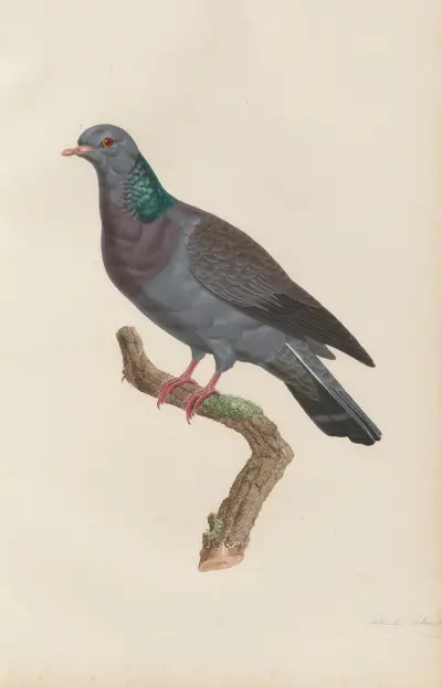 Colombe Colombin av Coenraad Jacob Temminck