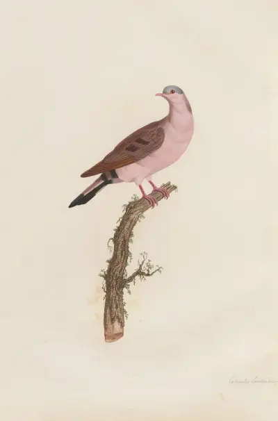 Colombe Emeraudine, Variété av Coenraad Jacob Temminck
