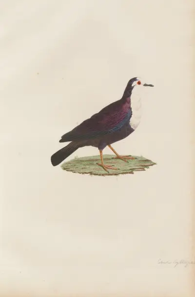 Colombe Erythroptère av Coenraad Jacob Temminck