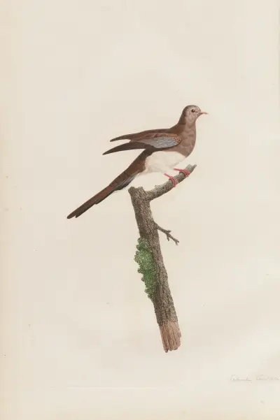 Colombe Tourtelette, Femelle av Coenraad Jacob Temminck