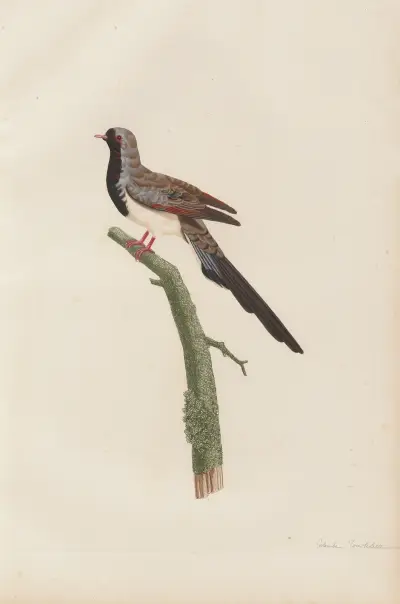 Colombe Tourtelette, Mâle av Coenraad Jacob Temminck