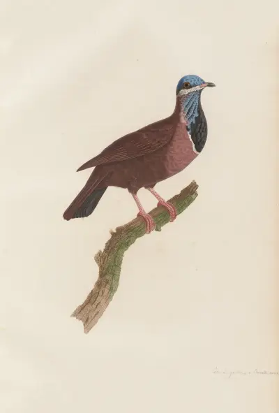 Colombi-Galline a Cravatte Noire av Coenraad Jacob Temminck