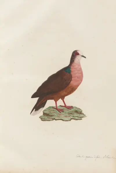 Colombi-Galline a Face Blanche av Coenraad Jacob Temminck