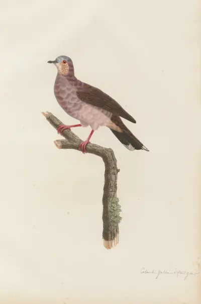 Colombi-Galline a Front Gris av Coenraad Jacob Temminck