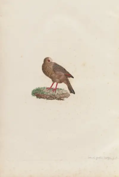 Colombi-Galline Cocotzin, Femelle av Coenraad Jacob Temminck