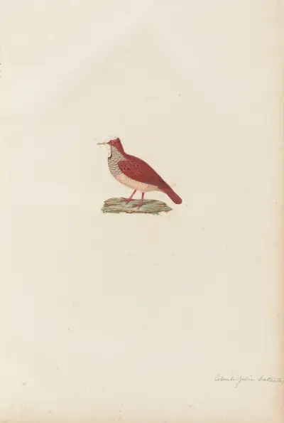 Colombi-Galline Hottentot av Coenraad Jacob Temminck