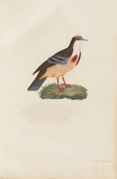 Colombi-Galline Poignardée, Mâle av Coenraad Jacob Temminck