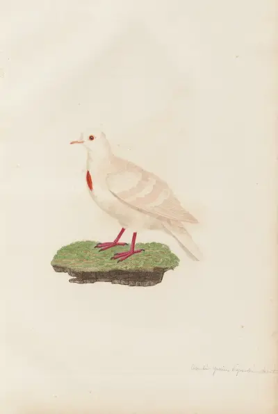 Colombi-Galline Poignardée, Variété av Coenraad Jacob Temminck