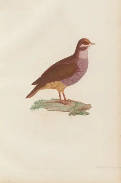 Colombi-Galline Roux-Violet, Mâle av Coenraad Jacob Temminck