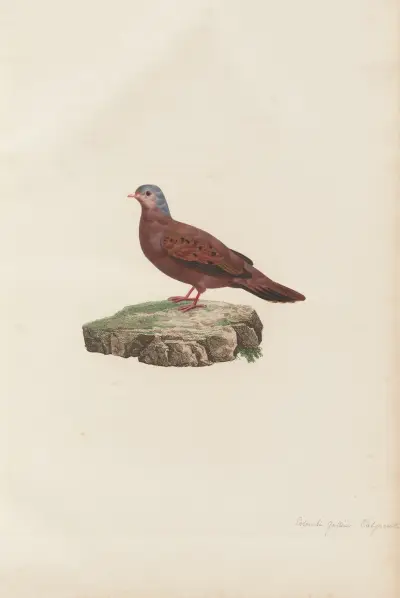 Colombi-Galline Talpacoti av Coenraad Jacob Temminck