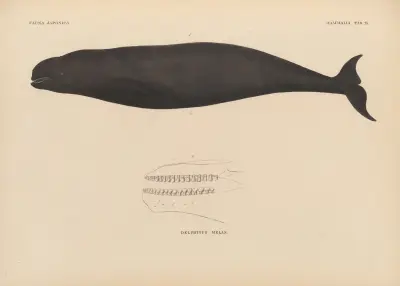 Delphinus Melas, 1833 – nr 2 av Coenraad Jacob Temminck