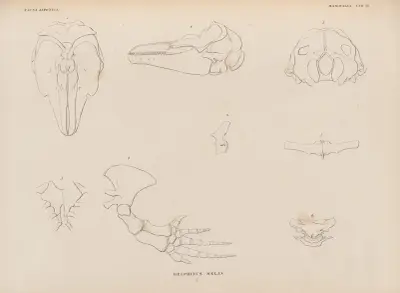 Delphinus Melas, 1833 – nr 1 av Coenraad Jacob Temminck
