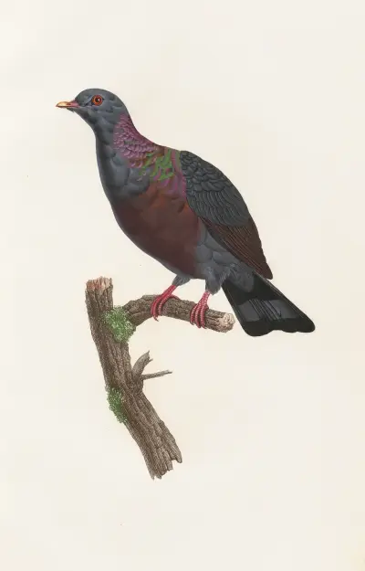 Les pigeons Pl.21 av Coenraad Jacob Temminck