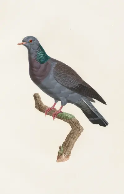 Les pigeons Pl.22 av Coenraad Jacob Temminck