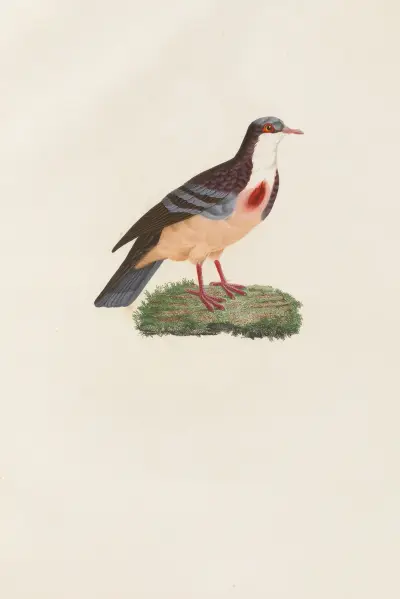 Les pigeons Pl.79 av Coenraad Jacob Temminck