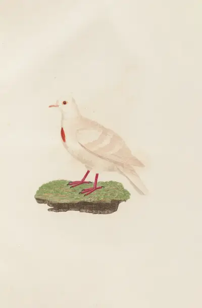 Les pigeons Pl.80 av Coenraad Jacob Temminck