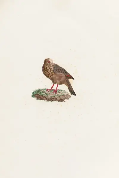 Les pigeons Pl.84 av Coenraad Jacob Temminck