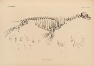 Otaria Stelleri, 1833 – nr 2 av Coenraad Jacob Temminck