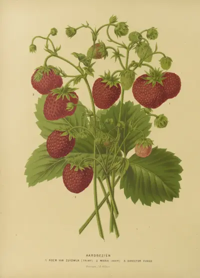 Aardbezien 1. Roem Van Zuidwijk 2. Marie (Boer) 3. Director Furer av Abraham Jacobus Wendel