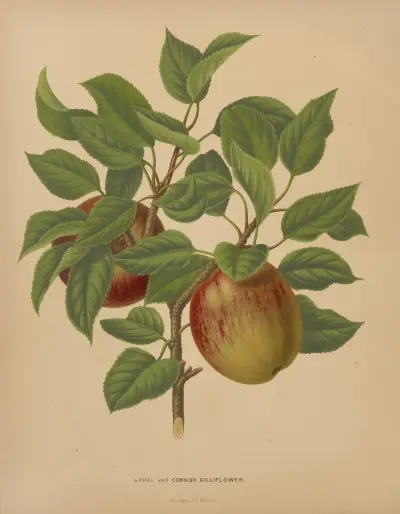 Appel Var Cornish Gilliflower av Abraham Jacobus Wendel