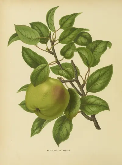 Appel Var. Dr Harvey av Abraham Jacobus Wendel