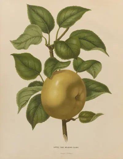 Appel Var. Nelson’s Glory av Abraham Jacobus Wendel