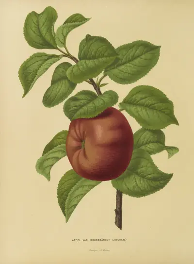 Appel Var. Rosenhänger av Abraham Jacobus Wendel