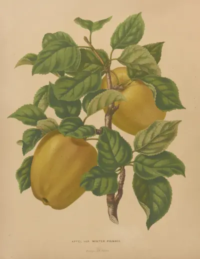 Appel Var. Winter Prinses av Abraham Jacobus Wendel