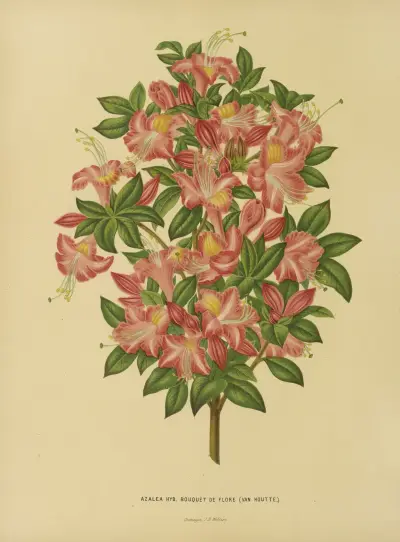 Azalea Hyb. Bouquet De Flore av Abraham Jacobus Wendel