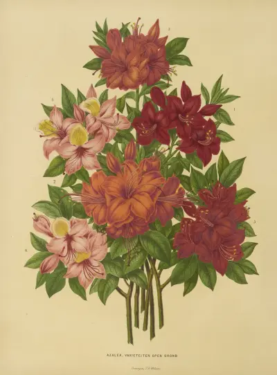 Azalea, Varieteiten Open Grond av Abraham Jacobus Wendel