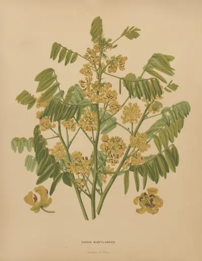 Cassia Marylandica av Abraham Jacobus Wendel