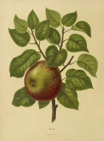 Cellini av Abraham Jacobus Wendel