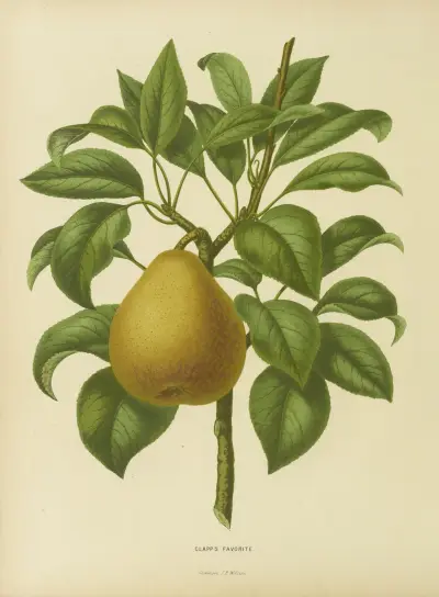 Clapp’s Favorite av Abraham Jacobus Wendel