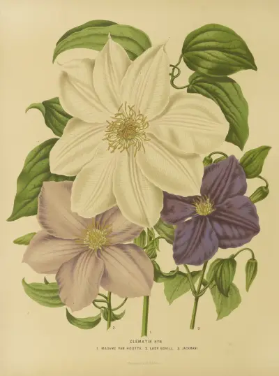 Clematis Hyb 1. Madame Van Houtte 2. Lady Bovill 3. Jackmani av Abraham Jacobus Wendel