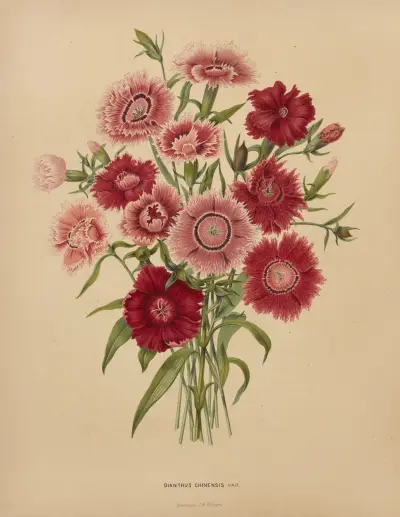 Dianthus Chinensis Var. av Abraham Jacobus Wendel