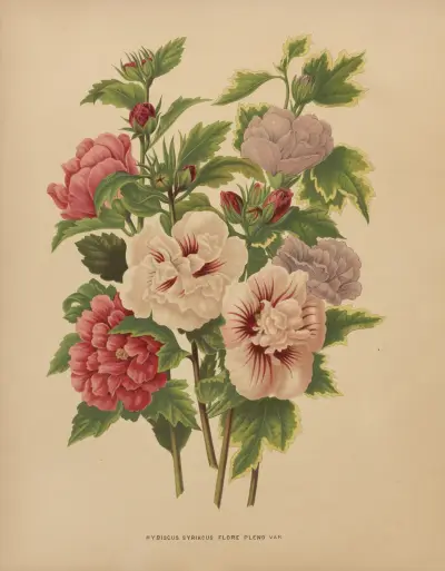 Hybiscus Syriacus Flore Pleno Var. av Abraham Jacobus Wendel