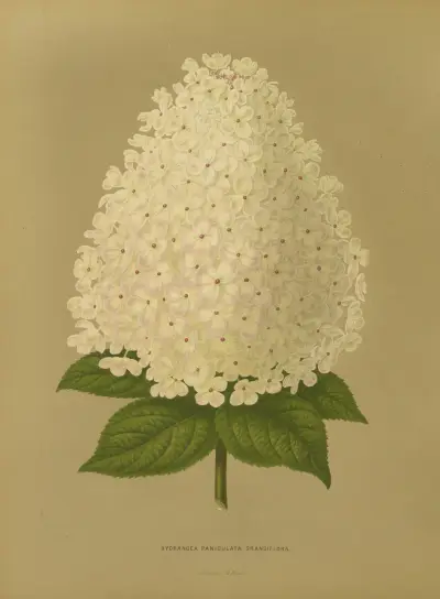 Hydrangea Paniculata Grandiflora av Abraham Jacobus Wendel