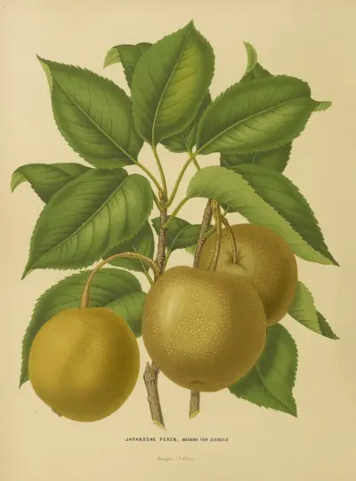 Japansche Peren, Madame Von Siebold av Abraham Jacobus Wendel