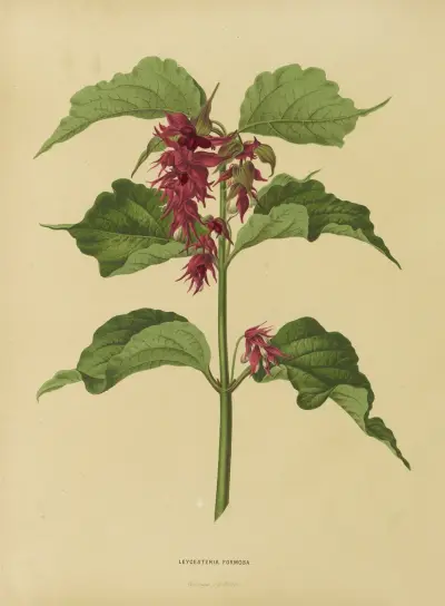 Leycesteria Formosa av Abraham Jacobus Wendel