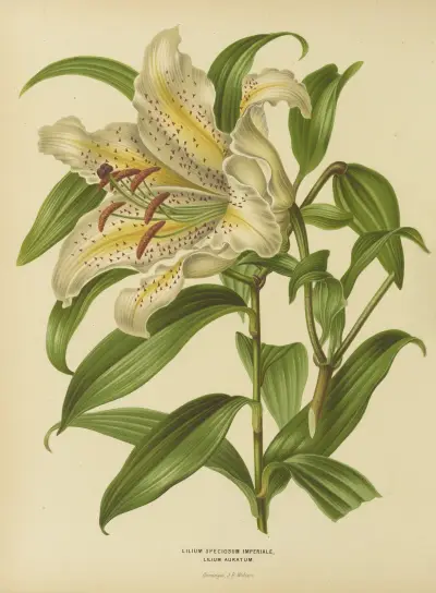 Lilium Speciosum Imperiale, Lilium Auratum av Abraham Jacobus Wendel