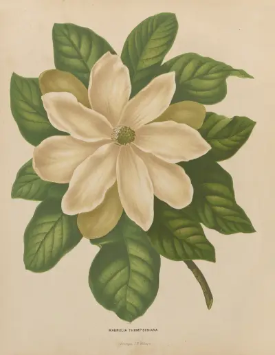 Magnolia Thompsoniana av Abraham Jacobus Wendel