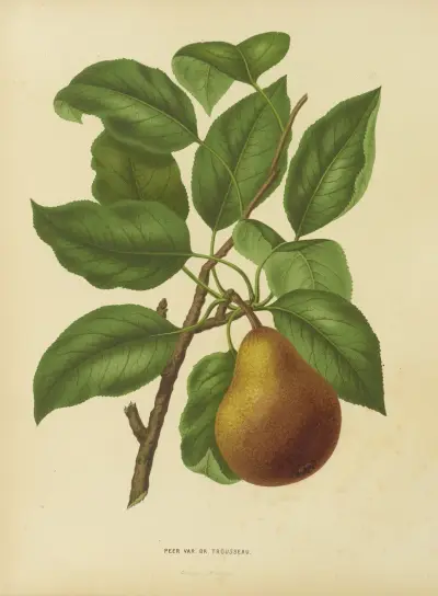 Peer Var. Dr. Trousseau av Abraham Jacobus Wendel