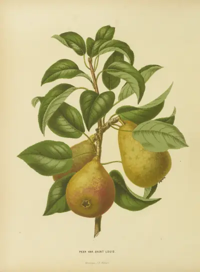 Peer Var. Saint Louis av Abraham Jacobus Wendel